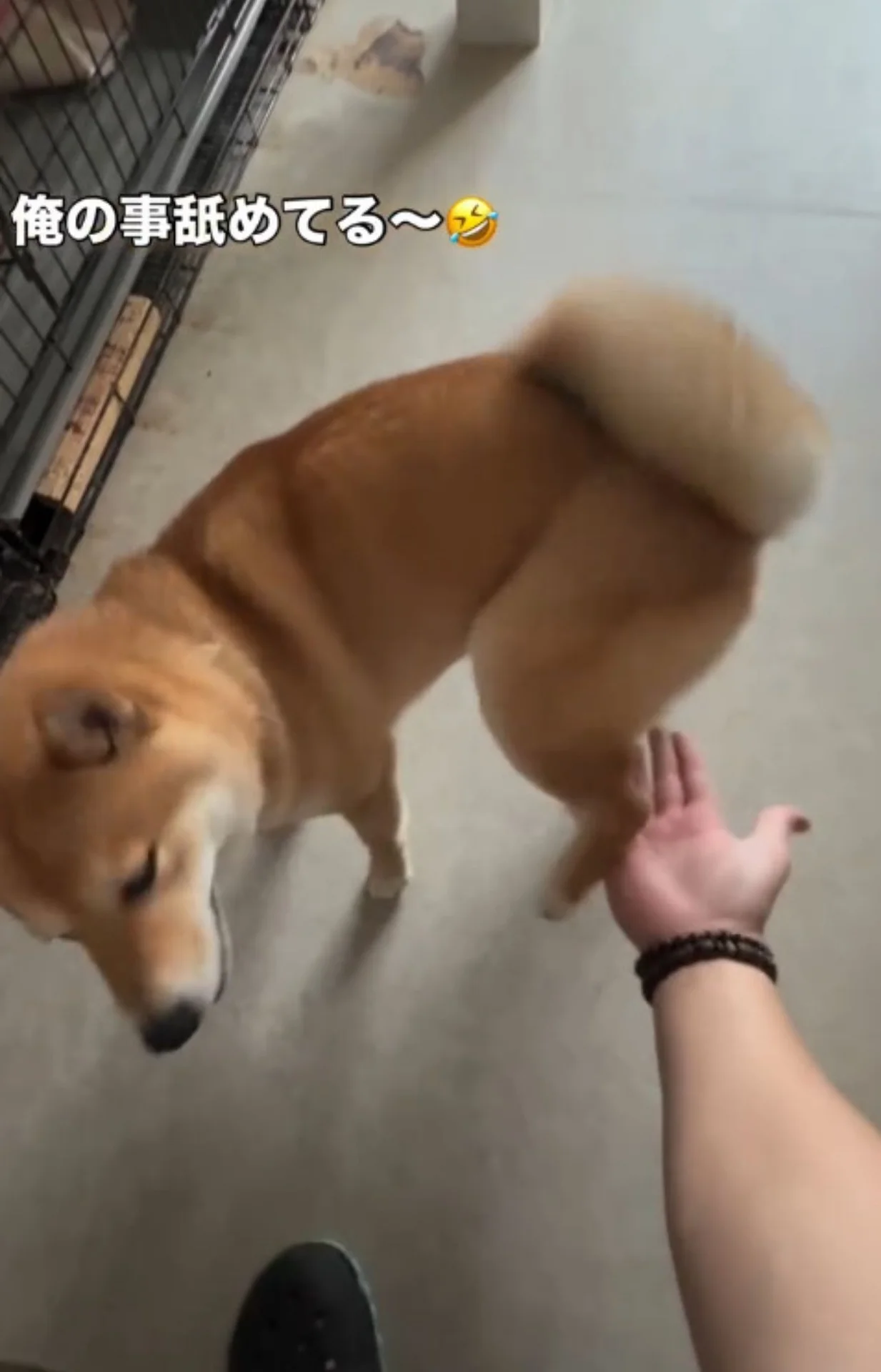 えっ、そっち！？」 柴犬が見せたまさかのお手に26万人が爆笑 - レタス