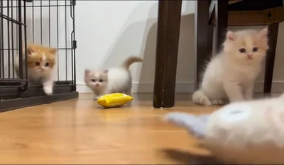 3匹の子猫▶なにか近づいてきたぞ…（⇒次へ）