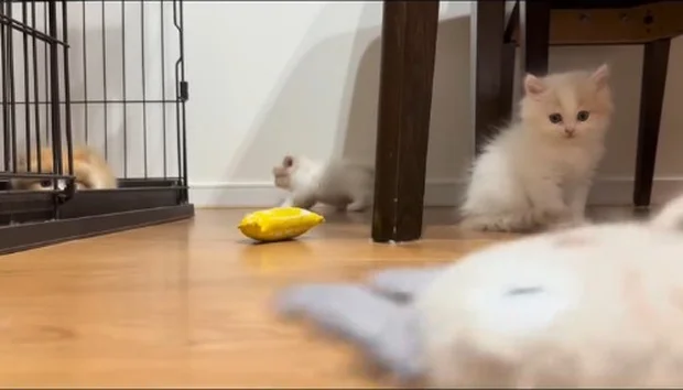 ガサガサ鳴るおもちゃの登場▶子猫たちの反応は…?(⇒次へ)