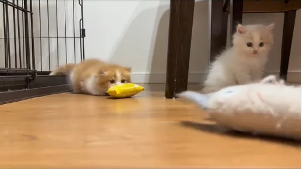 安全な場所から様子を伺っている▶1匹の子猫が…(⇒次へ)