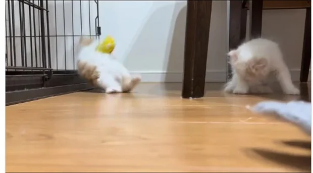 仰向けで転んでしまった!▶すぐに身体を起こし…(⇒次へ)