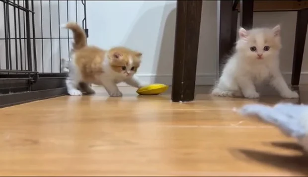 おもちゃを探す▶見つけて…(⇒次へ)
