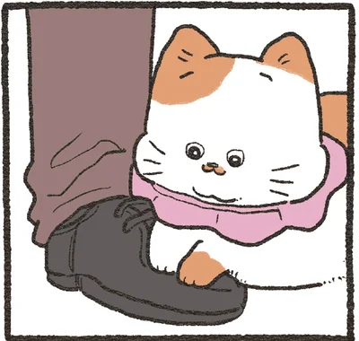 靴の上にお隣の猫さんが乗ってきて