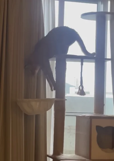 大好きなハンモックでくつろぐ猫に起きた事件！「そうなると思った（笑）」