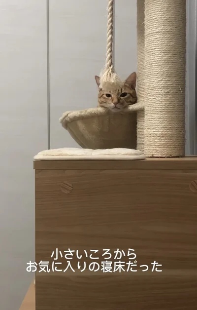 いつでもハンモックでくつろいでいた▶月日が経ち…（⇒次へ）