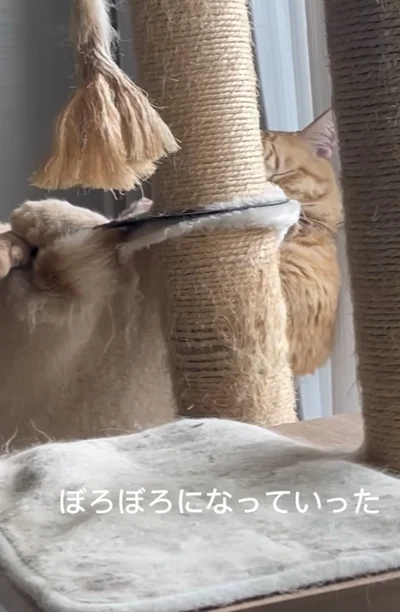 ボロボロになってしまった▶本人は…（⇒次へ）