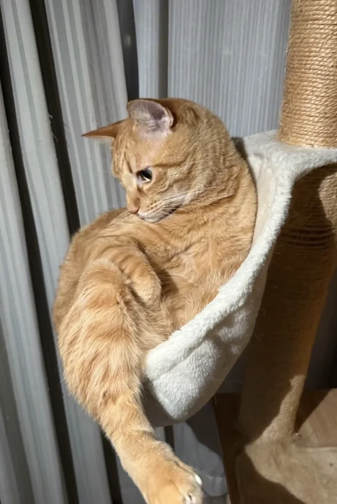 ハンモックが下に傾いてしまった!▶当のそらくんは…(⇒次へ)