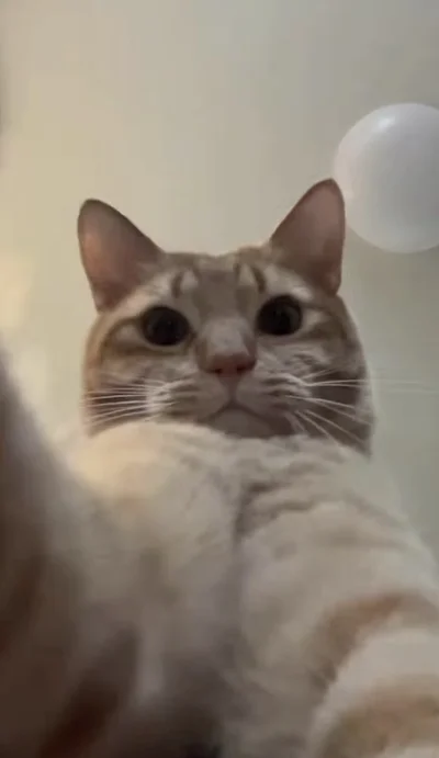 イライラしたような表情▶（次画像から元保護猫の黒猫・ろんと暮らす毎日を描いた『黒猫ろんと暮らしたら6』が読めます）