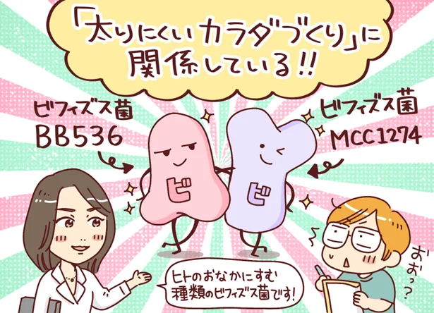 ヒトのおなかにすむ種類のビフィズス菌です!