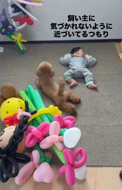 寝ている赤ちゃんの周りをほふく前進し始める「のいちゃん」（⇒次へ）