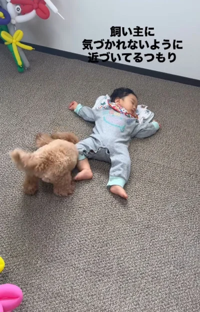 赤ちゃんの足にぶつかってしまった▶尻尾が赤ちゃんの頭にあたると…（⇒次へ）