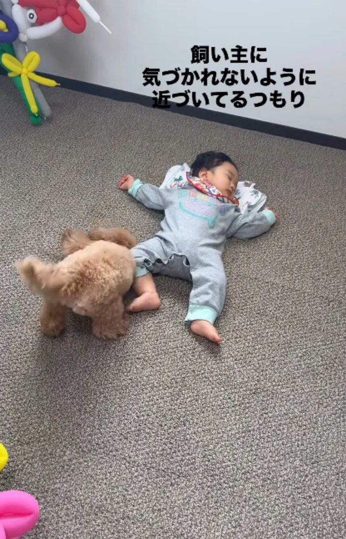 赤ちゃんの足にぶつかってしまった▶尻尾が赤ちゃんの頭にあたると…(⇒次へ)