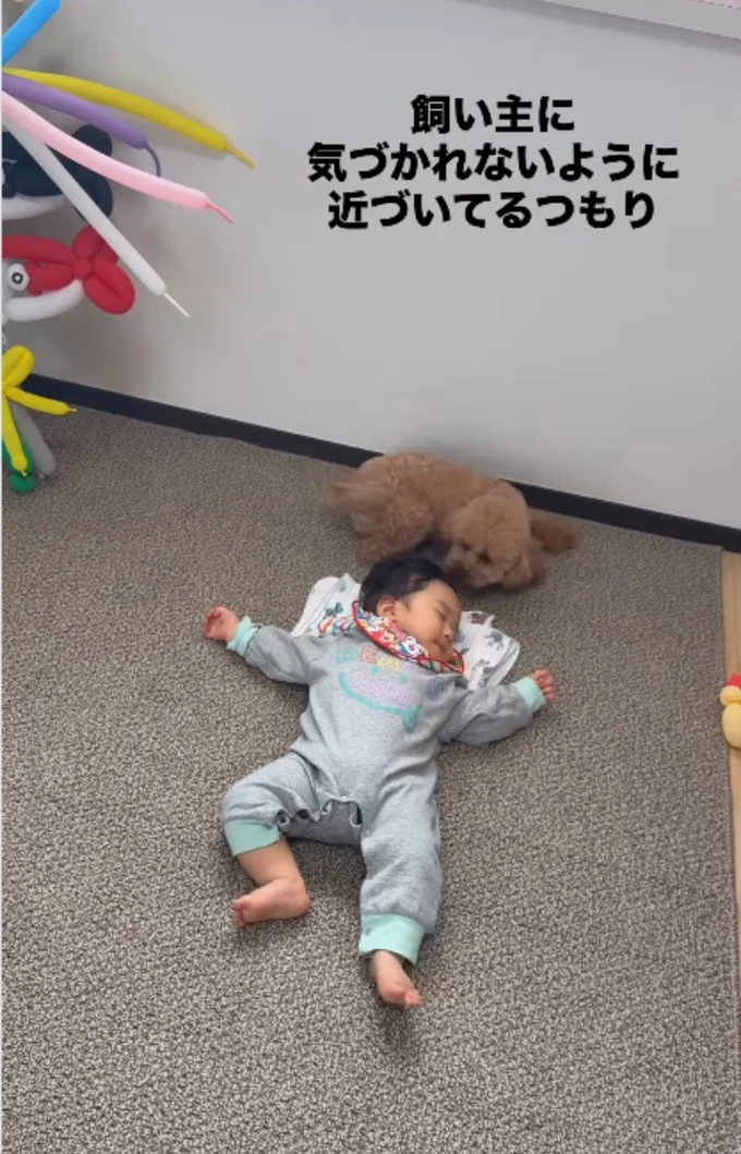 「起きてないよね?」と心配そう▶元気いっぱいな「のいちゃん」(⇒次へ)
