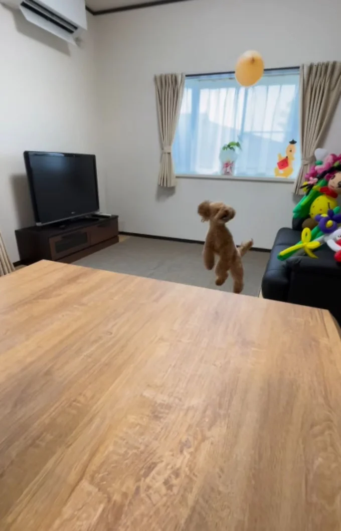 鼻先でリフティング▶(次画像からトイプーのかわいさにキュンキュンの実録コミックエッセイ『うちのトイプーがアイドルすぎる。』が読めます)