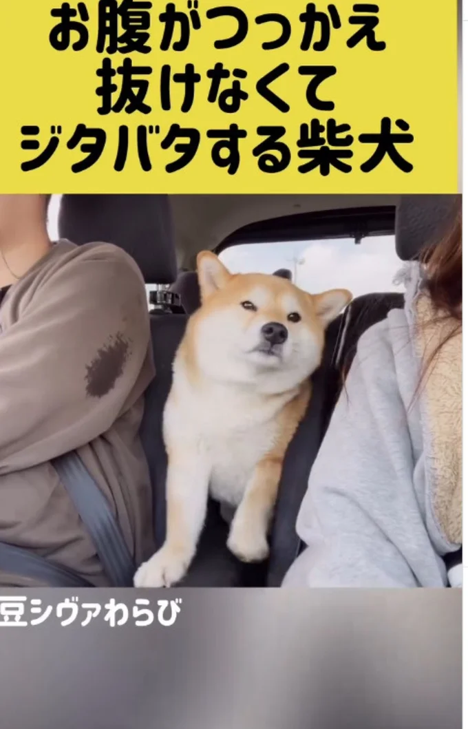 お腹が邪魔して抜けない!▶カメラを発見すると…(⇒次へ)