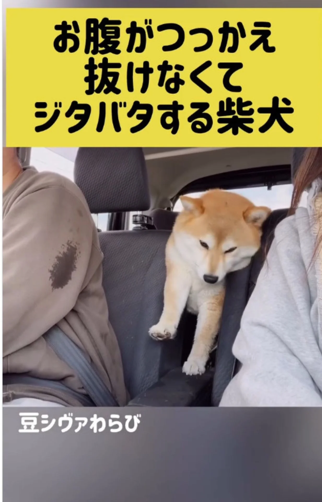 ぬ、抜けない…」すき間から抜け出そうとするモフモフ柴犬の奮闘に42万