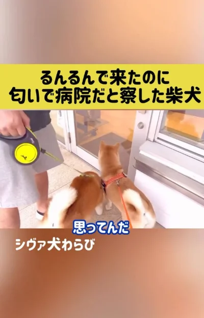 るんるんで歩くワンちゃん達▶ドアが開くと…（⇒次へ）