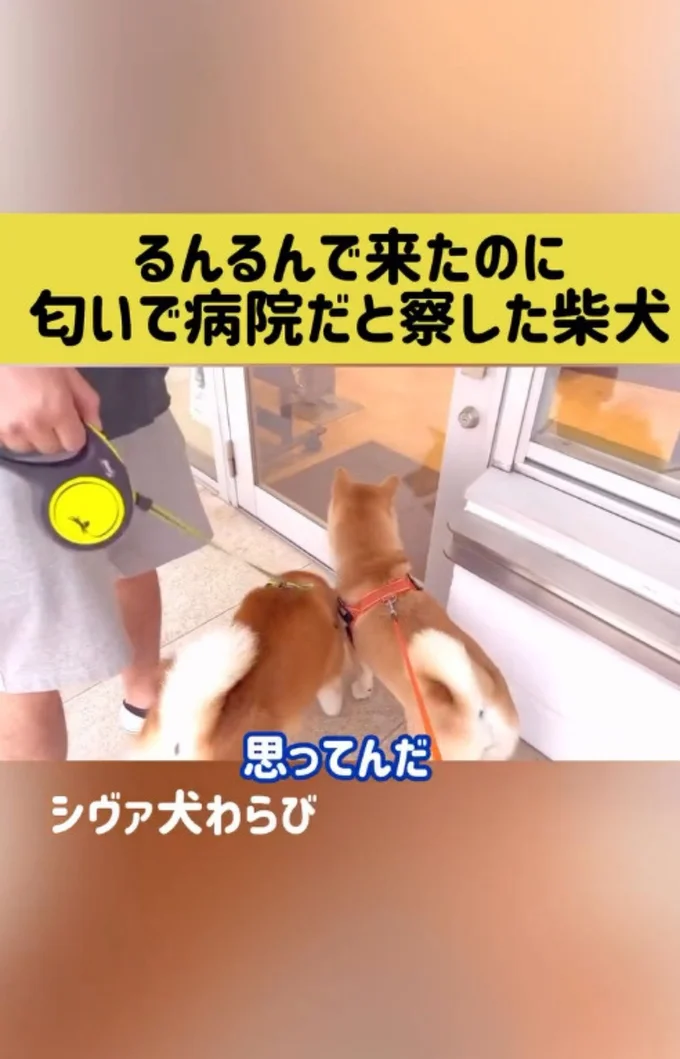 るんるんで歩くワンちゃん達▶ドアが開くと…(⇒次へ)