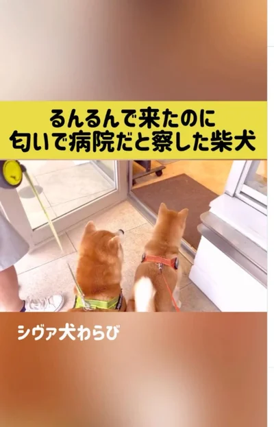 匂いで病院だと察知▶急に…（⇒次へ）