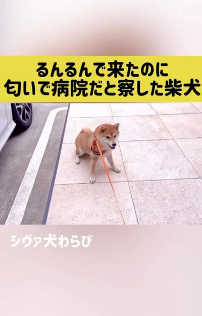 駐車場まで行ってしまった▶おねだりしてるのに…（⇒次へ）