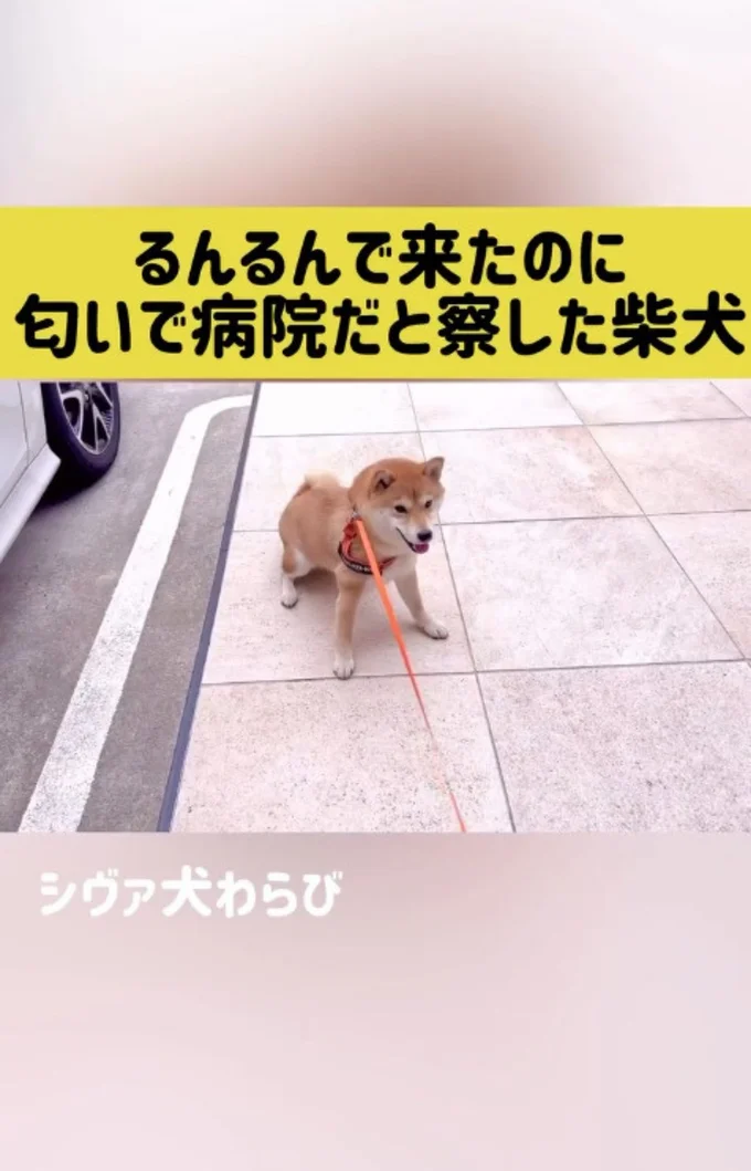 駐車場まで行ってしまった▶おねだりしてるのに…(⇒次へ)