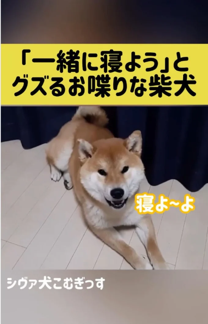 飼い主さんになにかを話しかけている▶「なに?」と声をかけると…(⇒次へ)