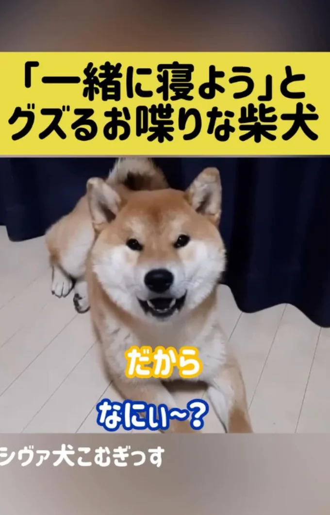 「一緒に寝ようよ〜」とおねだりしてるかのよう▶しびれを切らし…(⇒次へ)