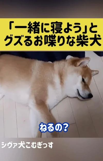ふて寝▶（次画像から、なにごとも全力投球！キュートな姿に爆笑必至な『しばんばん２』が読めます）