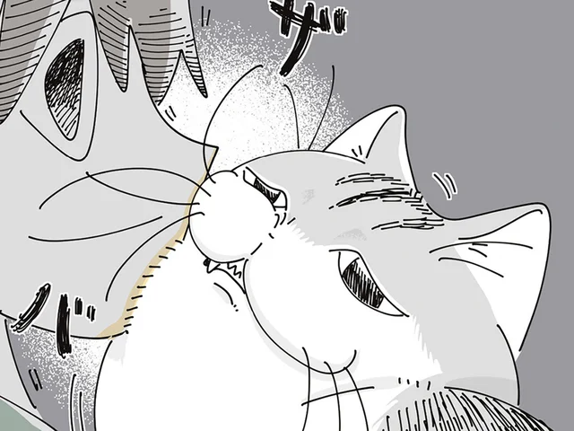 毛が邪魔ー！ 飼い主とネコの仲良しスキンシップ、互いの不満は一致していて
