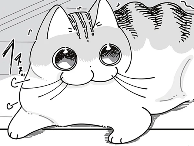 テンションMAXで遊んだあとも目が爛々。しかし再びの猫じゃらしがお気に召さない？