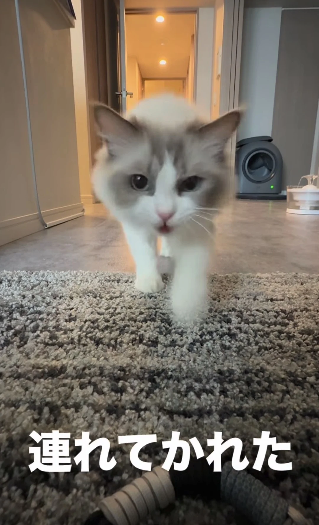 猫ちゃんが飼い主を“連れていく”姿が「尊い」。猛ダッシュで向かった先