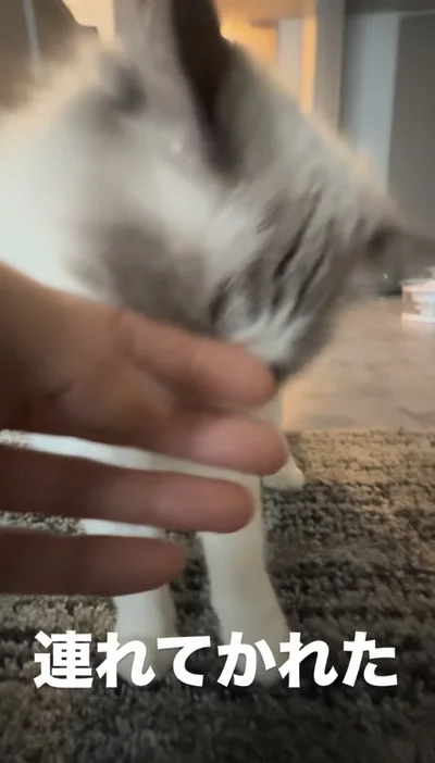 飼い主さんの手にすりすり▶甘えたいだけ？（⇒次へ）
