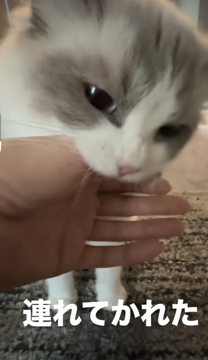 親指をぱくり▶親指をくわえたまま…(⇒次へ)