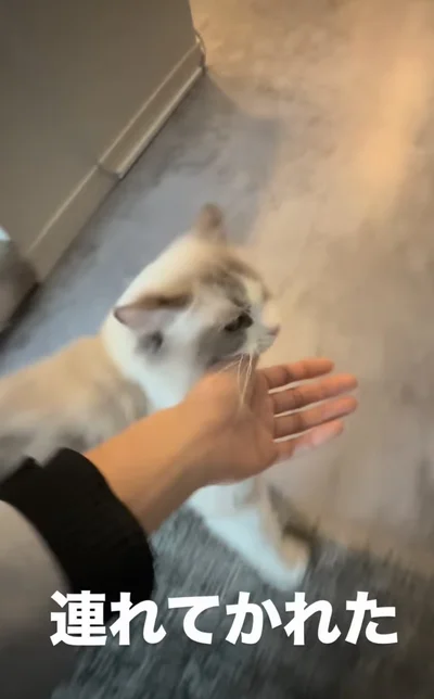 飼い主さんを引っ張って廊下へ▶飼い主さんがなにかにぶつかっても…（⇒次へ）