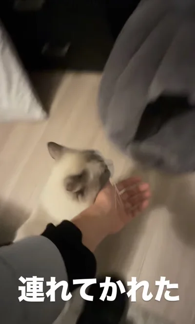 猫ベッドに到着▶ベッドで一息つき…（⇒次へ）
