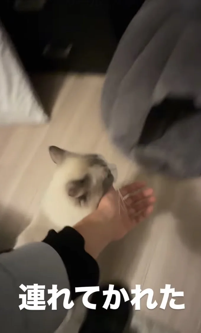猫ベッドに到着▶ベッドで一息つき…(⇒次へ)