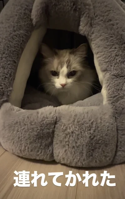 飼い主さんをじっと見つめる▶まさかの連れ戻し（⇒次へ）