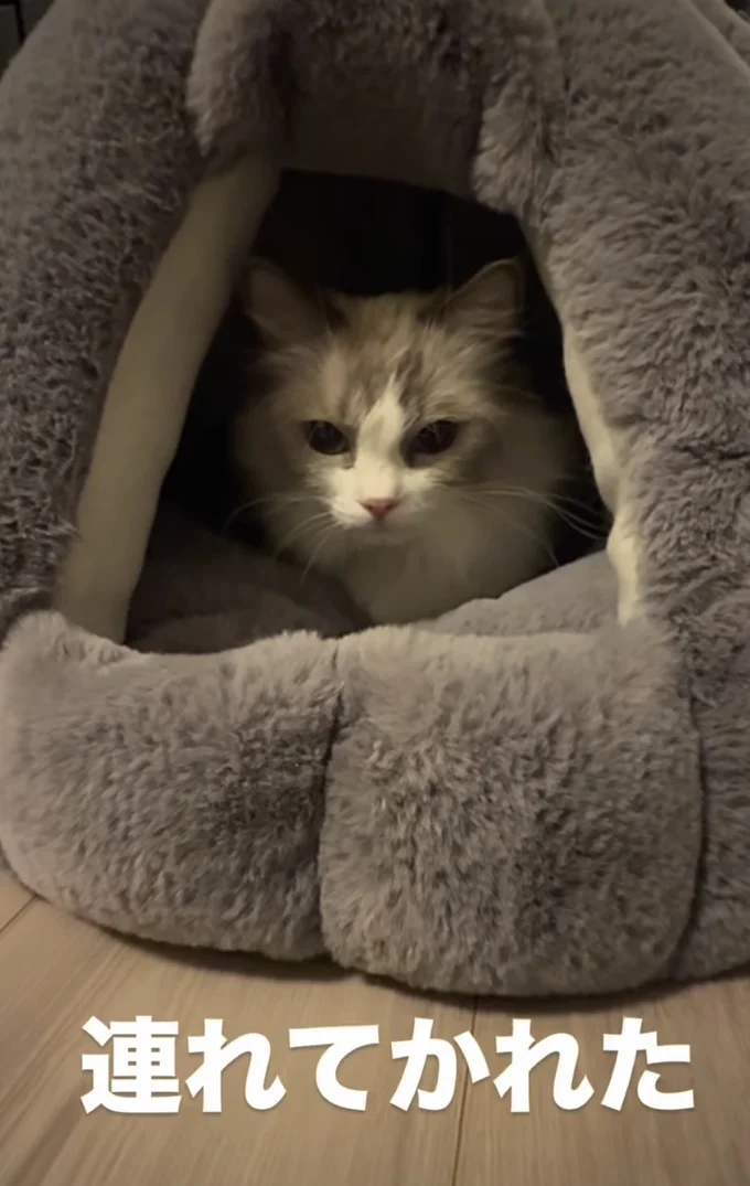 飼い主さんをじっと見つめる▶まさかの連れ戻し(⇒次へ)