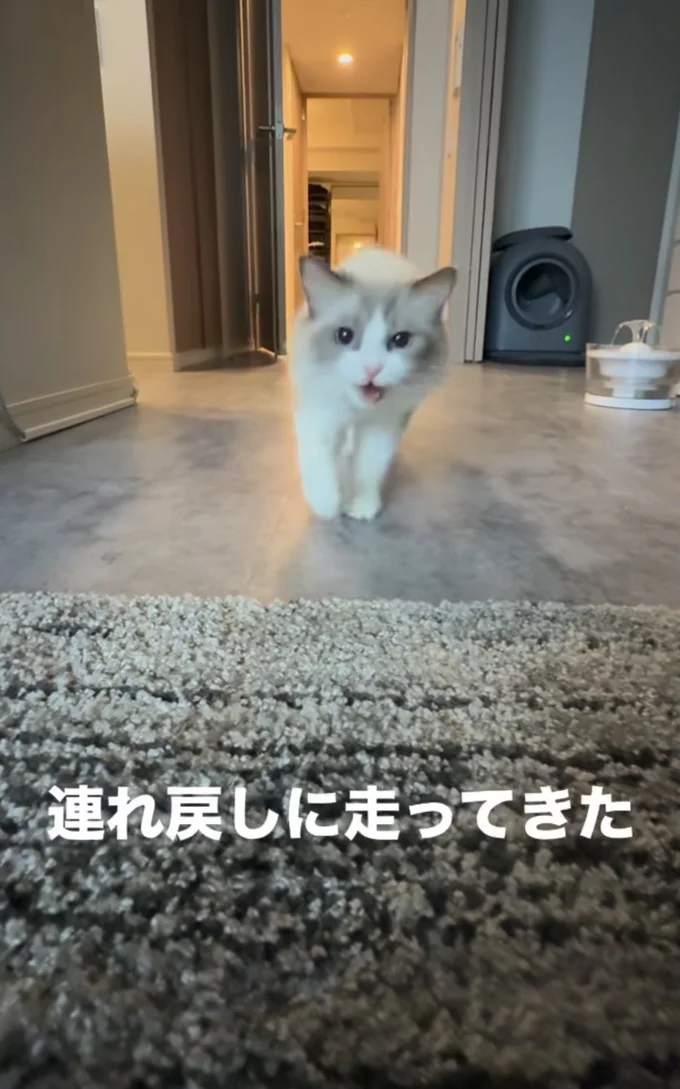 再び走ってきた猫ちゃん▶飼い主さんを…(⇒次へ)