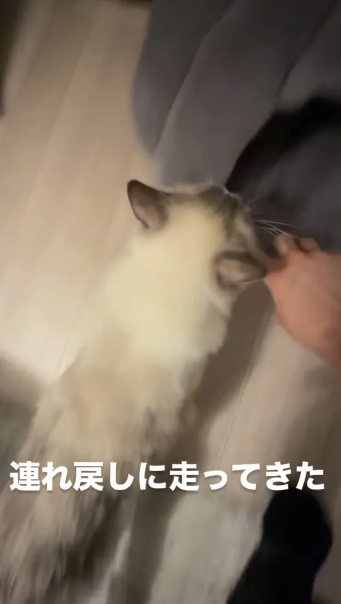 再び猫ベッドへと戻る▶姉妹猫と仲良し(⇒次へ)