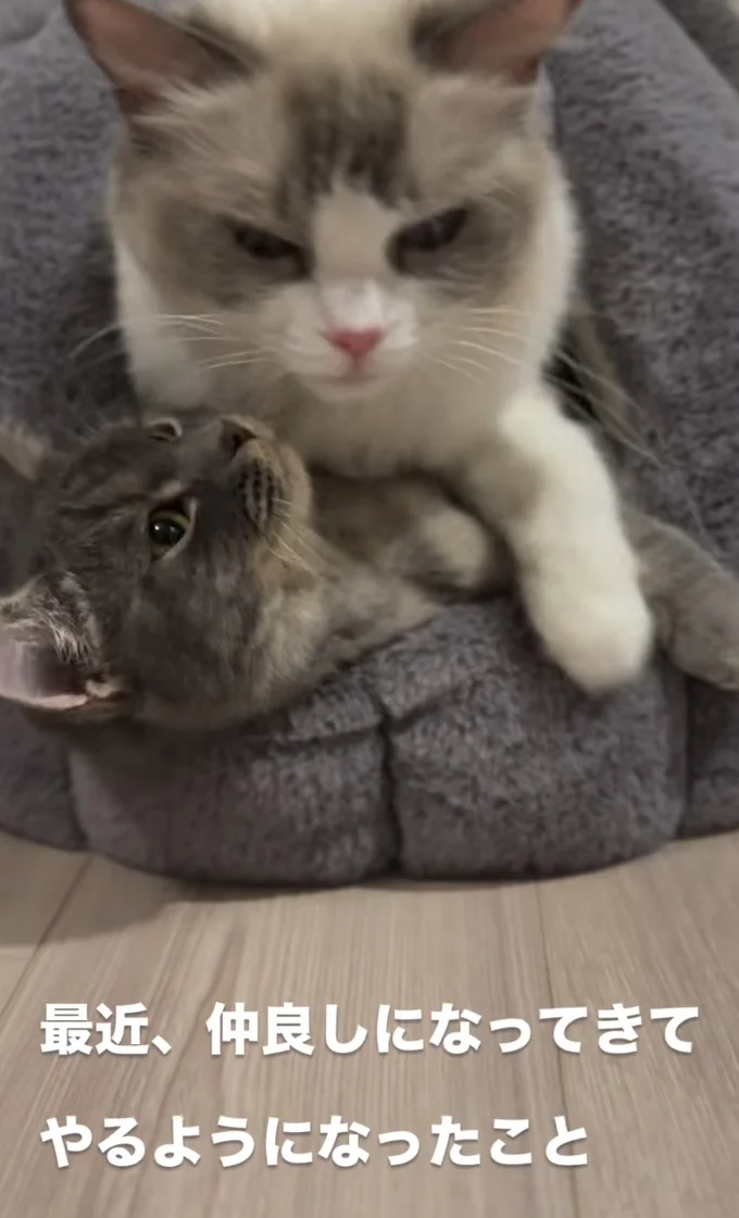 猫ベッドに入る2匹▶仲の良い様子も…(⇒次へ)