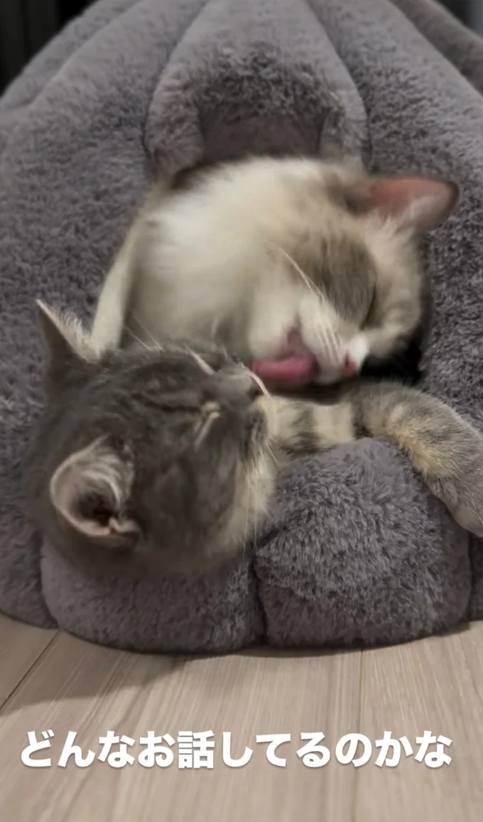 うっとりしている▶(次画像から毎日かわいいの最高値を更新してくれる愛猫と過ごす、賑やかで笑える日常『ますます!!!!!! シャム猫あずきさんは世界の中心』が読めます)