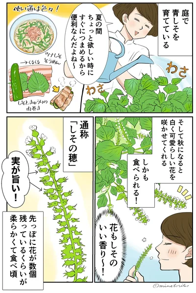 庭で青しそを育てている