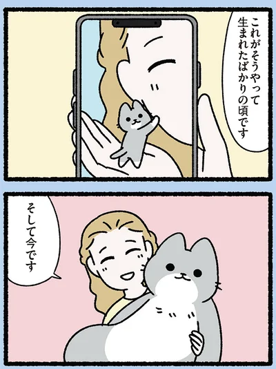 『みっけ！ねこむかしばなし』より