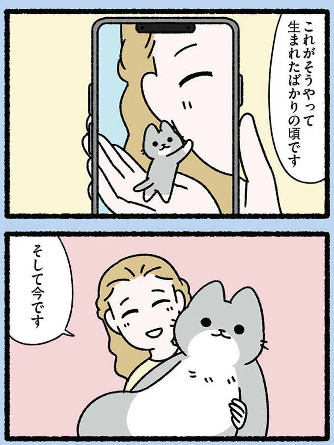 『みっけ！ねこむかしばなし』より