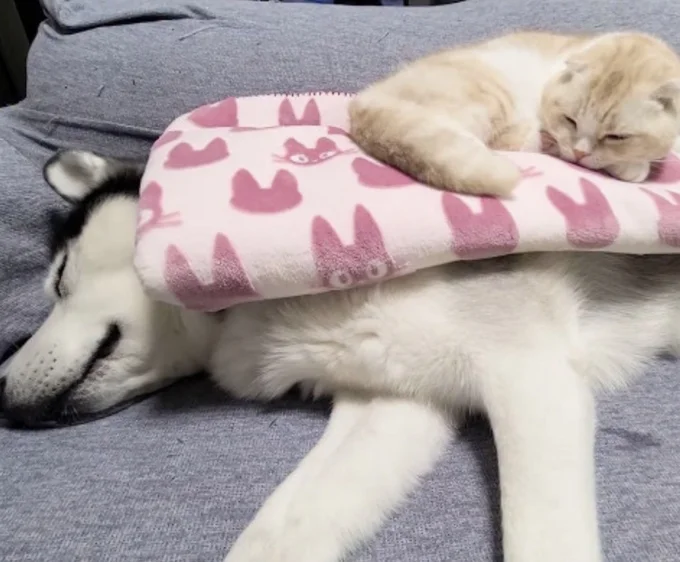 ハスキー犬の上で眠る猫ちゃん。平和な時間が…(⇒次へ)