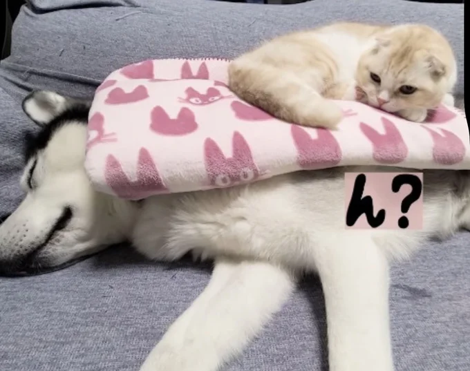 急に目を開けた猫ちゃん(⇒次へ)