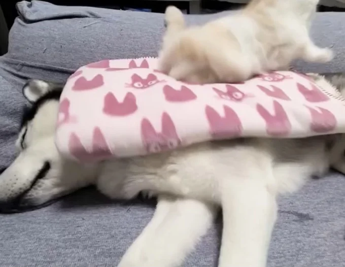 ワンちゃんのオナラに飛び起きる猫ちゃん▶勢いよくジャンプして…(⇒次へ)