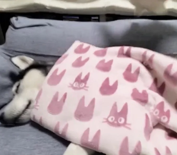 その場から離れる猫ちゃん▶猫ちゃんが飛び去った振動で…(⇒次へ)