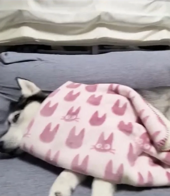 ワンちゃんが目を覚ました▶少し遅れて…(⇒次へ)